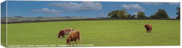 Highland Cows (Panoramic)  Canvas Print by Kevin Maughan