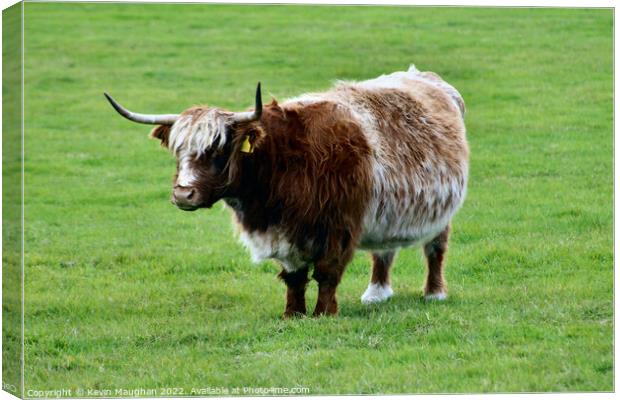 Highland Cow (6) Canvas Print by Kevin Maughan