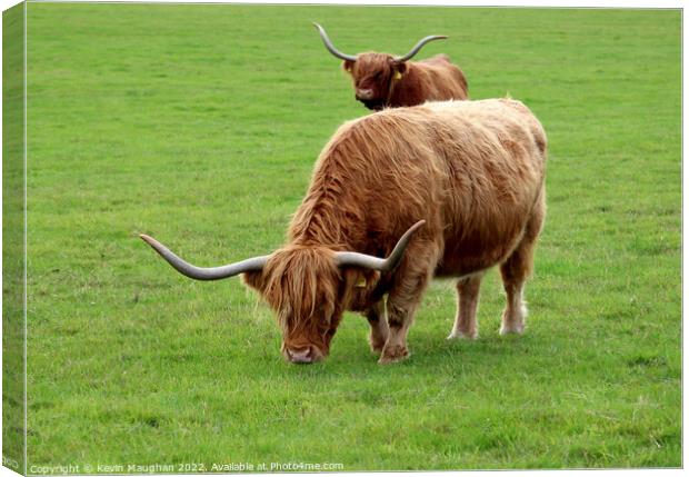 Highland Cow (7) Canvas Print by Kevin Maughan