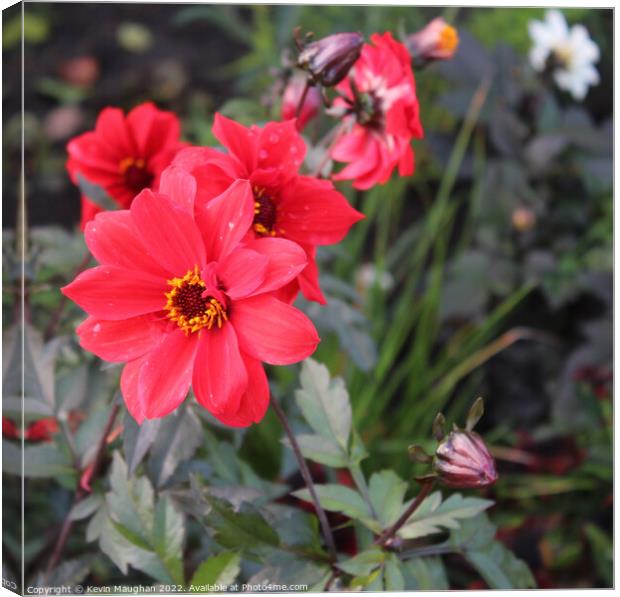 Dahlia 'Bishop of Llandaff' Flower Canvas Print by Kevin Maughan