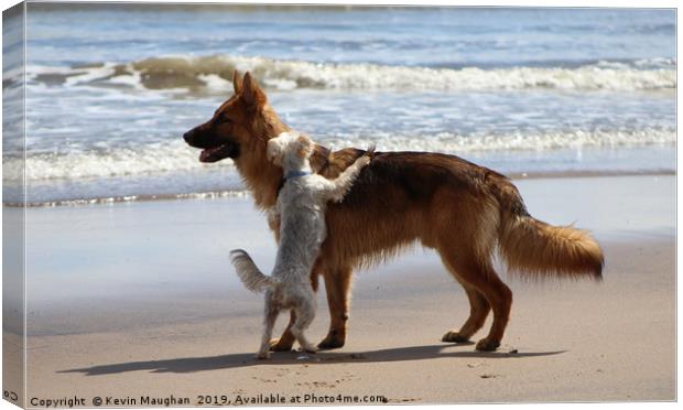 Big And Small Dogs Canvas Print by Kevin Maughan