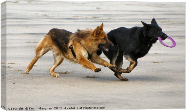 Dogs At Play Canvas Print by Kevin Maughan