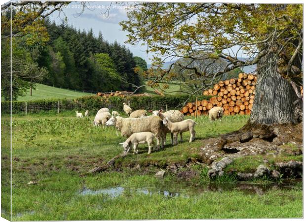 Springtime in Wales Canvas Print by Philip Brown