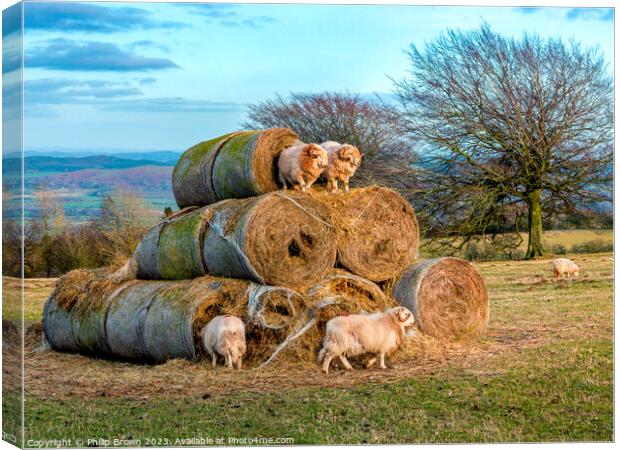 Horned Sheep playing on a stack of bails of Hay Canvas Print by Philip Brown
