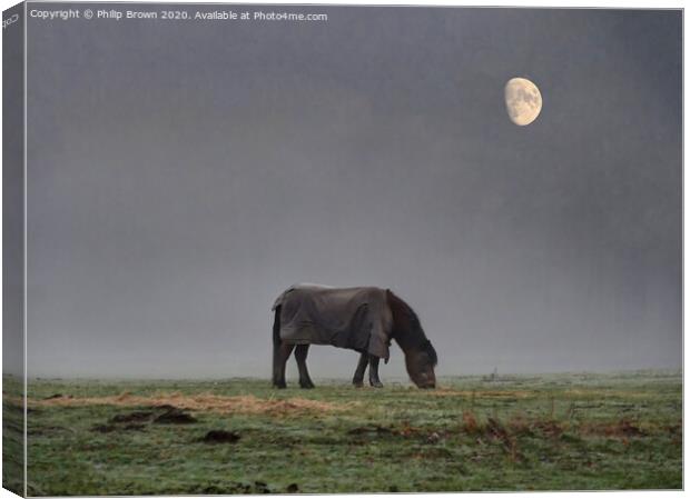 Horse in Misty Field with Moon Canvas Print by Philip Brown
