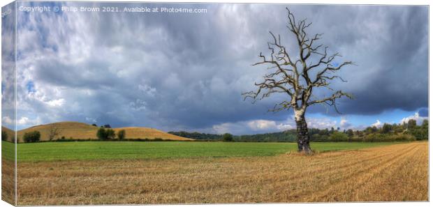 The Lonely Tree - Panorama 1 Canvas Print by Philip Brown