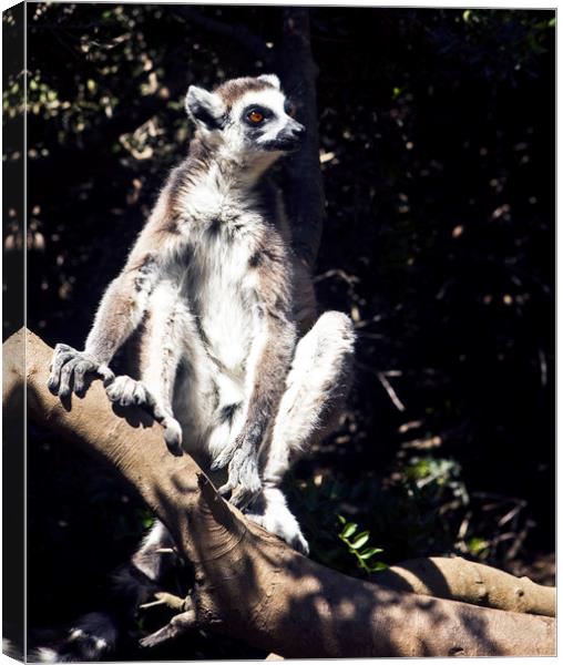 Lemurs of Madagascar, Ring Tailed Lemurs (y.d) Canvas Print by yeshaya dinerstein