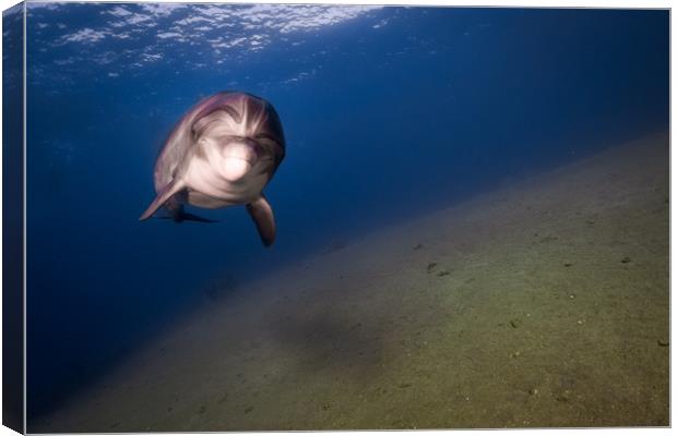 One Dolphin swimming in the Red Sea, Eilat Israel  Canvas Print by yeshaya dinerstein