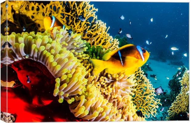  Coral reef in the Red Sea  Canvas Print by yeshaya dinerstein