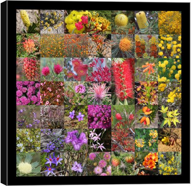 Collection of Western Australian wildflowers Canvas Print by Ines Porada