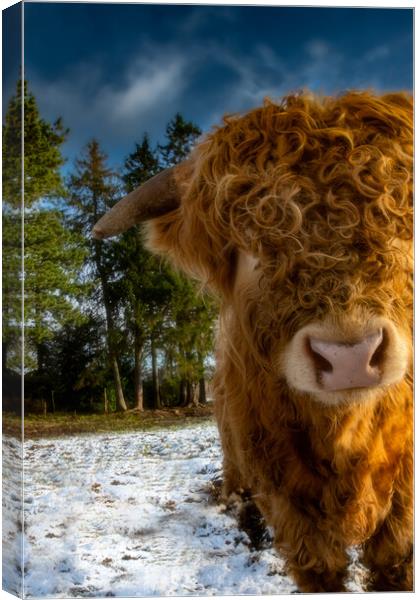 Highland Cow with a Cheeky Look Canvas Print by Duncan Loraine