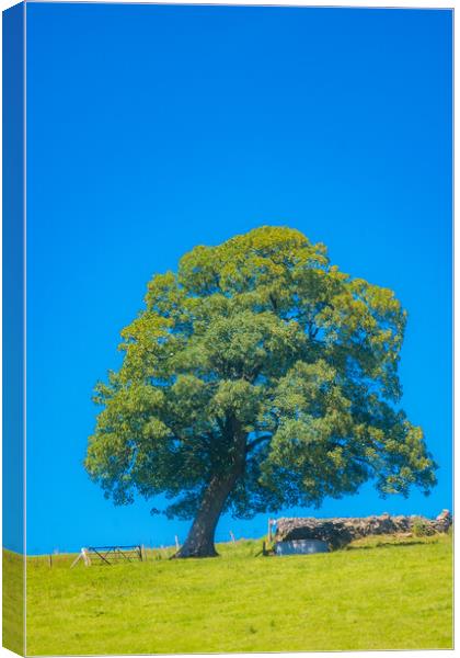 Large Old Oak Tree Canvas Print by Duncan Loraine