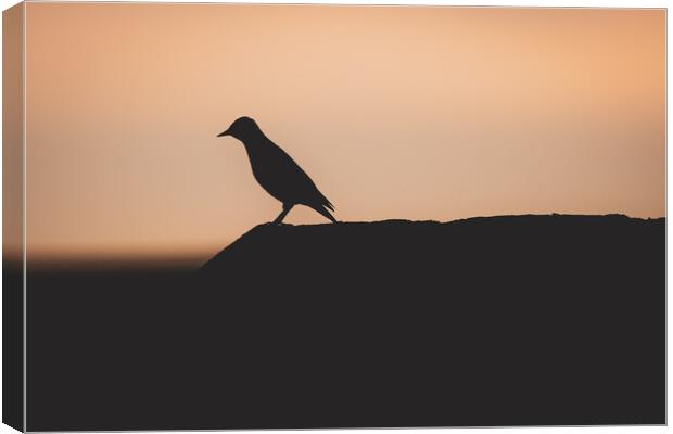 Starling Silhouette at Sunset Canvas Print by Duncan Loraine
