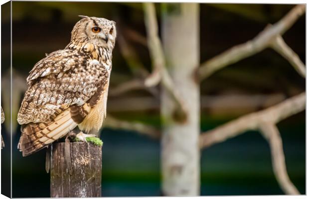A wise Owl Canvas Print by Duncan Loraine
