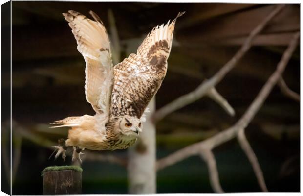 Enchanting Gaze: Captivating Owl Close-up Canvas Print by Duncan Loraine