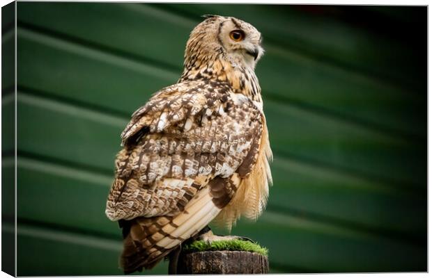 Animal bird Canvas Print by Duncan Loraine