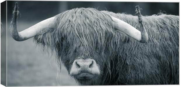 Highland Cow Canvas Print by Duncan Loraine