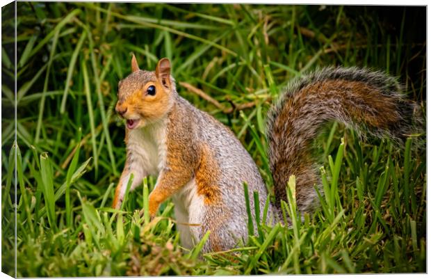 A happy squirrel standing on grass Canvas Print by Duncan Loraine