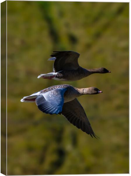 Pink Footed Geese Canvas Print by Duncan Loraine