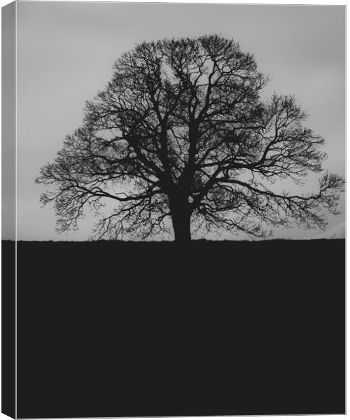 Oak Tree Canvas Print by Duncan Loraine