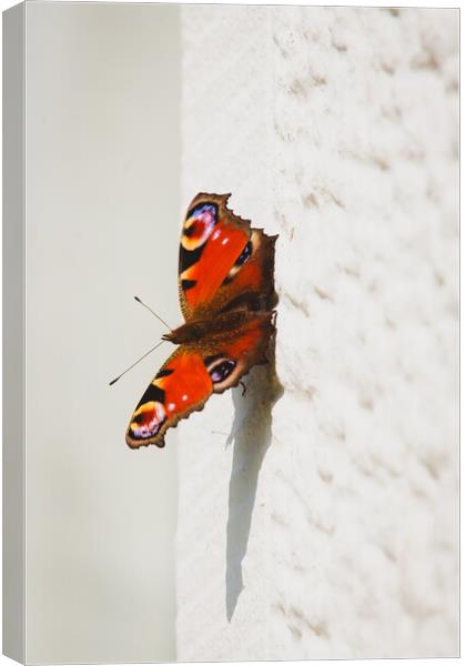 Butterfly Canvas Print by Duncan Loraine
