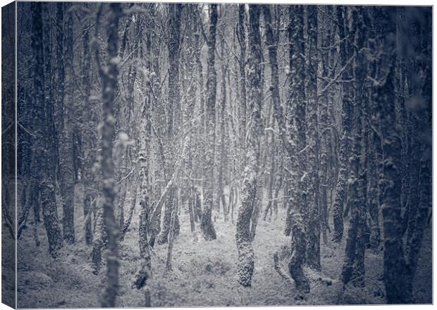 Trees in a winter forest Canvas Print by Duncan Loraine