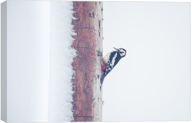 Snowy Woodpecker Canvas Print by Duncan Loraine