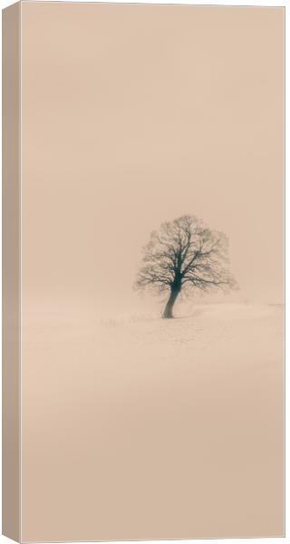 A tree in in the snow Canvas Print by Duncan Loraine