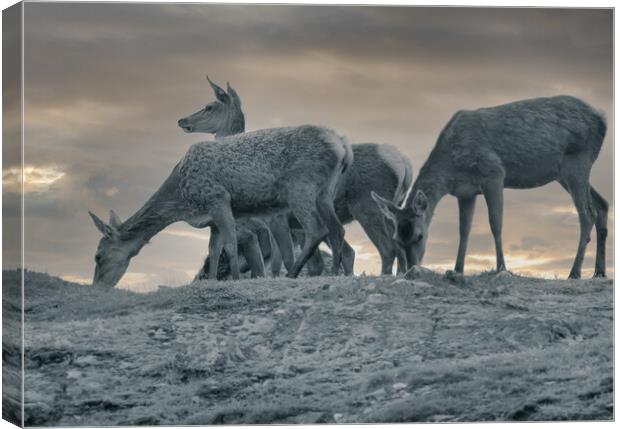 Grazing Deer Canvas Print by Duncan Loraine