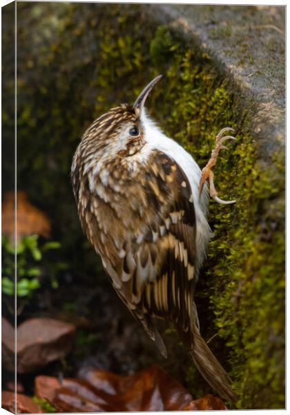 Tree Creeper Canvas Print by Duncan Loraine