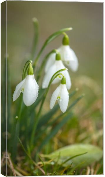 A close up of Snowdrops Canvas Print by Duncan Loraine