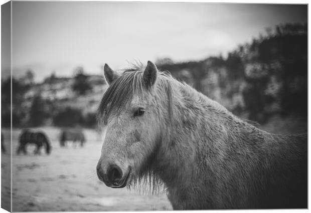 A horse standing on top of a dirt field Canvas Print by Duncan Loraine