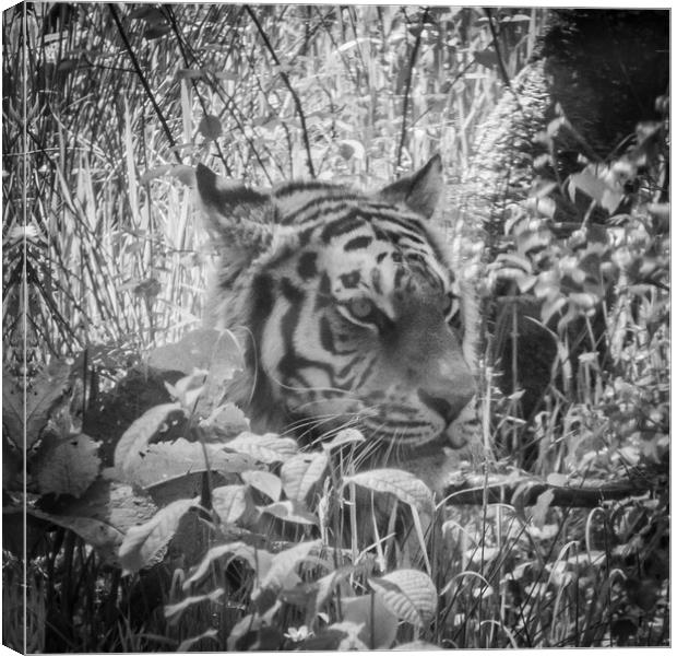 Tiger in Black & White Canvas Print by Duncan Loraine