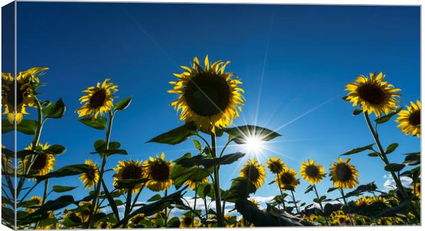 sunflowers in summer Canvas Print by Sergio Delle Vedove