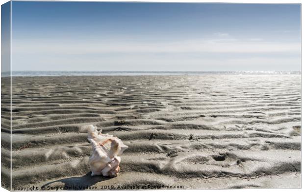 the shell on the beach Canvas Print by Sergio Delle Vedove