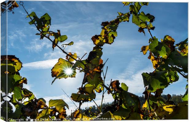 The vineyard in autumn Canvas Print by Sergio Delle Vedove