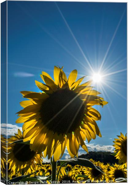 sunflowers in summer Canvas Print by Sergio Delle Vedove