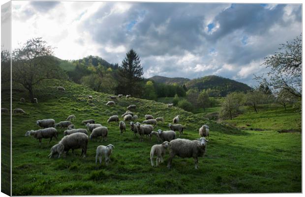 Sheep on the range Canvas Print by Sergio Delle Vedove