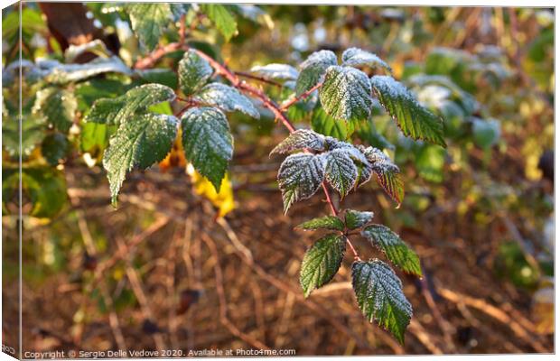 Frost on the leaves Canvas Print by Sergio Delle Vedove