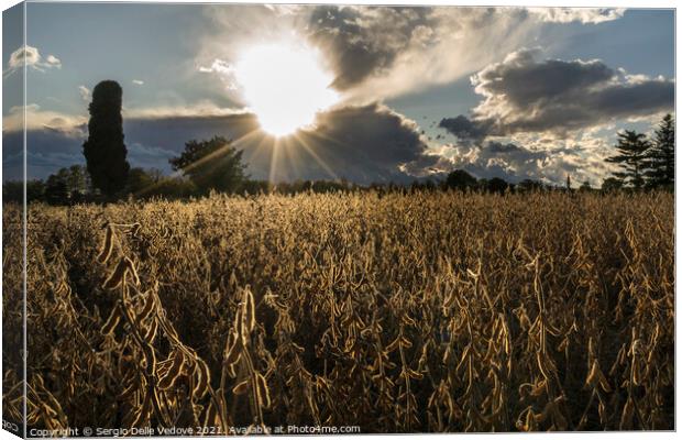 field at sunset Canvas Print by Sergio Delle Vedove