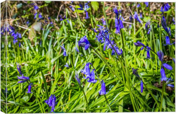 Bluebells at Runcton Ruins Canvas Print by Stuart C Clarke