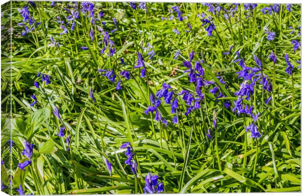 Bluebells at Runcton Ruins Canvas Print by Stuart C Clarke