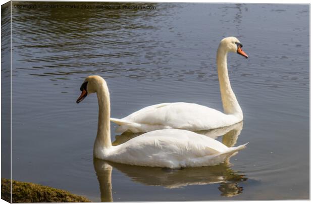 Swans at Pagham Canvas Print by Stuart C Clarke