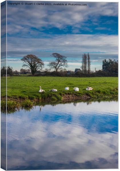 Swans on the canal Canvas Print by Stuart C Clarke