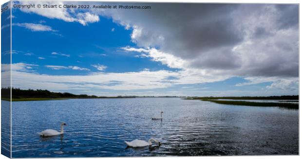 Pagham swans Canvas Print by Stuart C Clarke