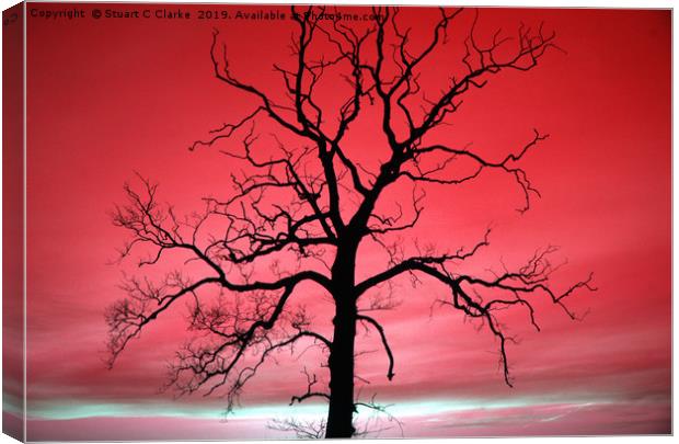 Tree silhouette Canvas Print by Stuart C Clarke