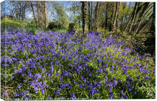 Bluebell woods Canvas Print by Stuart C Clarke