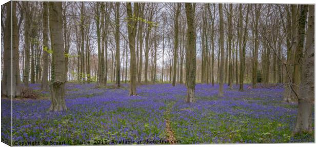 Bluebell woods, Patching Canvas Print by Stuart C Clarke