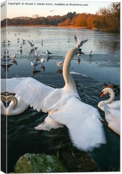 Swans at Groby Pool Canvas Print by Stuart C Clarke
