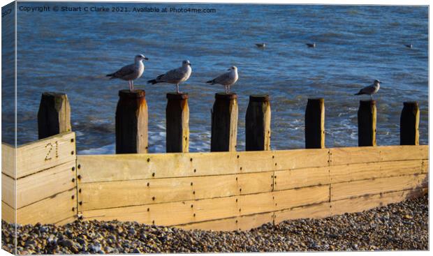 Seagulls Canvas Print by Stuart C Clarke